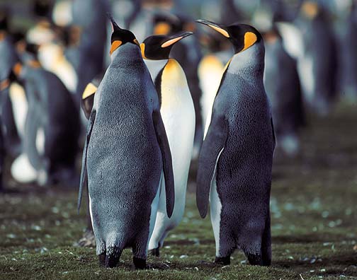 Фолклендские Острова DX Новости VP8BUG VP8BUH Фолклендские Острова DX Новости VP8BUG VP8BUH